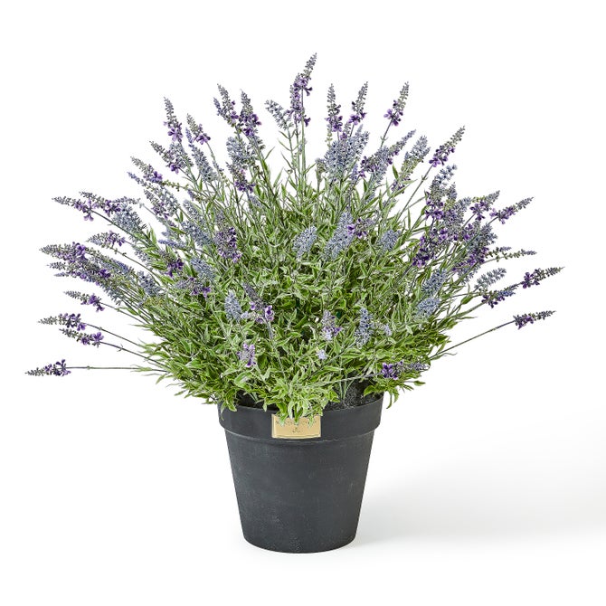 Lavender Urn Filler