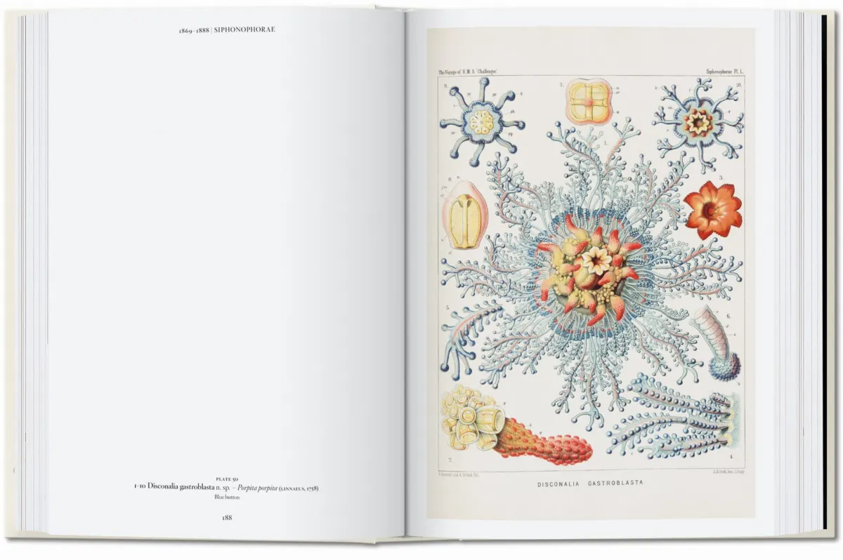 The Art and Science of Ernst Haeckel. 45th Ed.