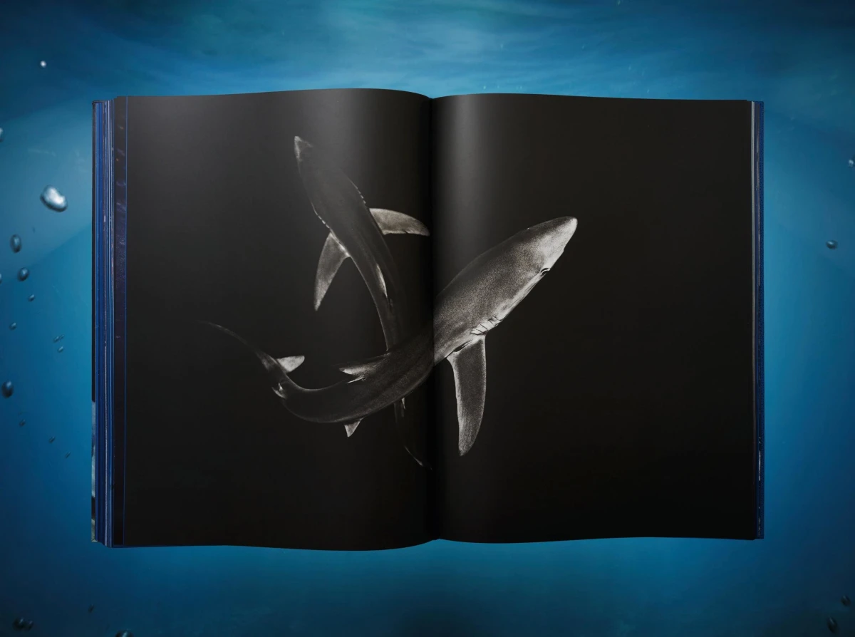 Michael Muller. Sharks, Art Edition No. 1–100 ‘Tear You Apart’