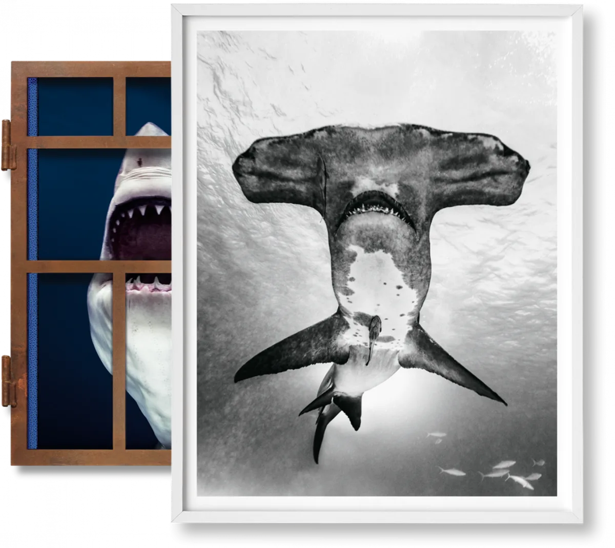 Michael Muller. Sharks, Art Edition No. 101–200 ‘Under Study’