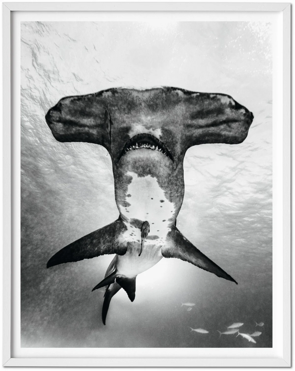 Michael Muller. Sharks, Art Edition No. 101–200 ‘Under Study’