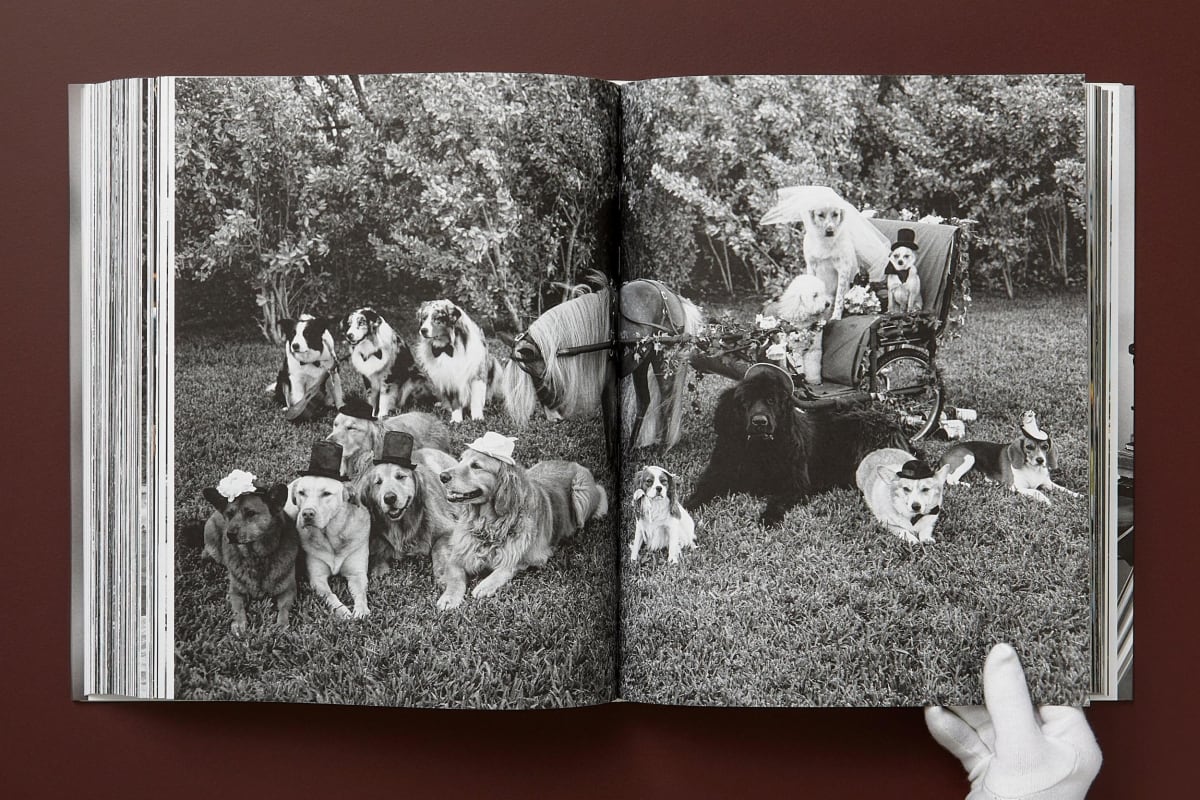 Bruce Weber. The Golden Retriever Photographic Society