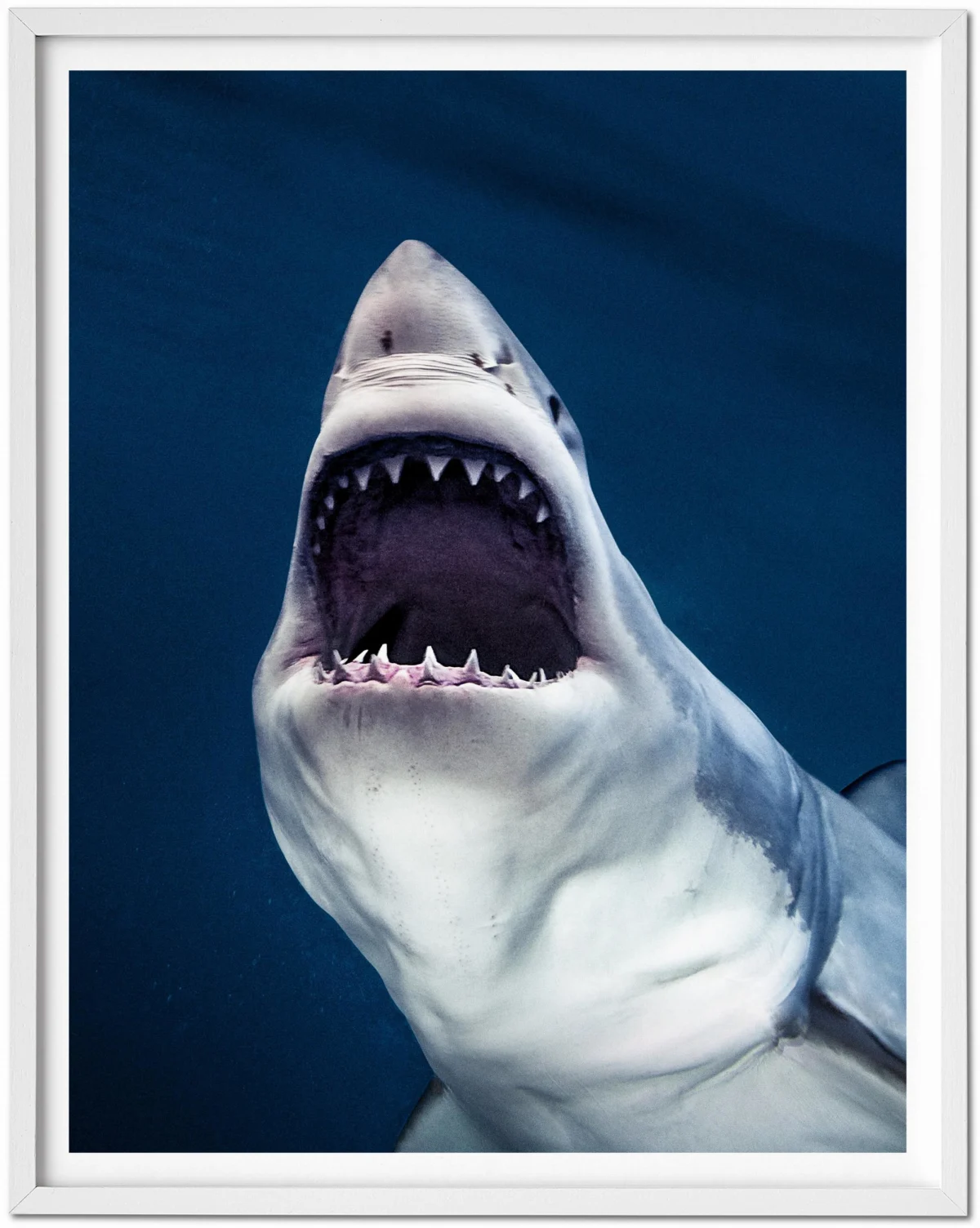 Michael Muller. Sharks, Art Edition No. 1–100 ‘Tear You Apart’