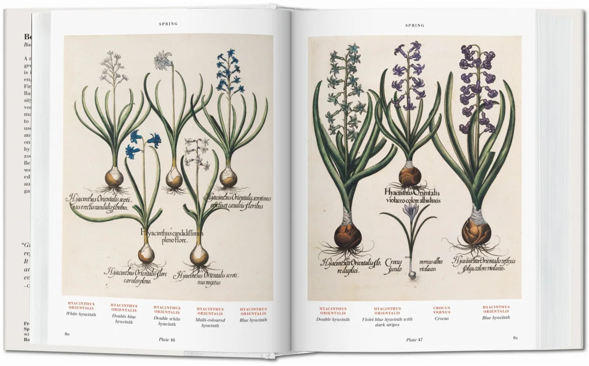 Basilius Besler. Florilegium. The Book of Plants