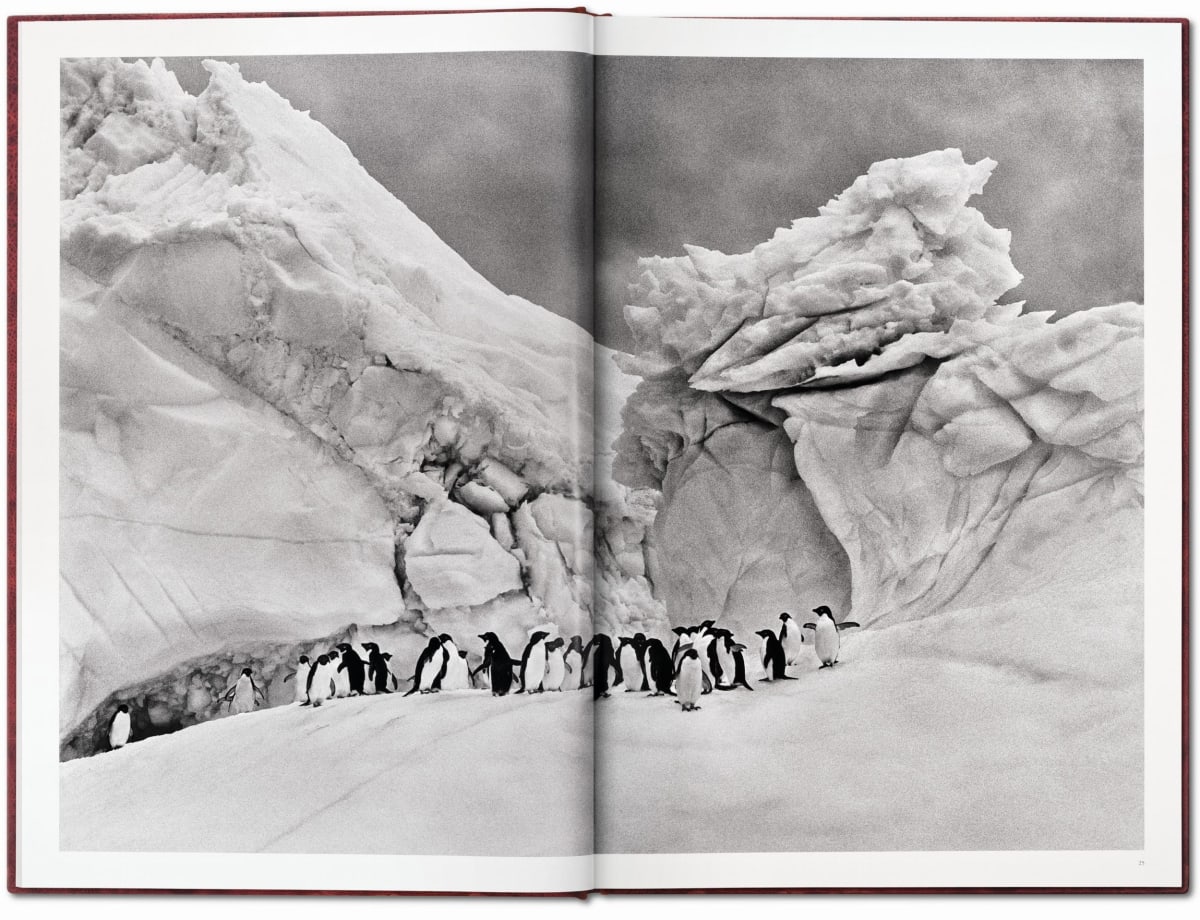 Sebastião Salgado. Genesis. Art Edition No. 201–300 ‘Black-Browed Albatrosses, Falkland Islands’
