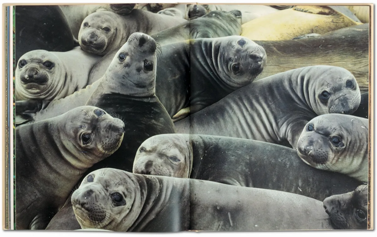 Frans Lanting. Eye to Eye