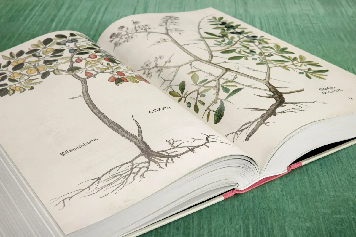 Leonhart Fuchs. The New Herbal