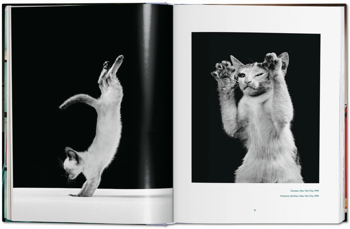 Walter Chandoha. Cats. Photographs 1942–2018