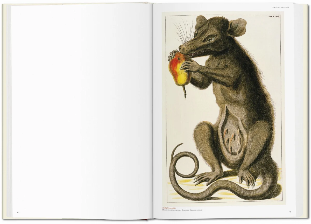 Seba. Cabinet of Natural Curiosities