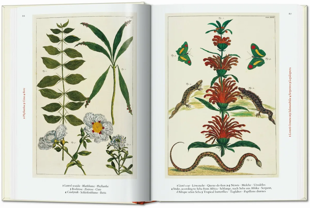 Seba. Cabinet of Natural Curiosities. 40th Ed.