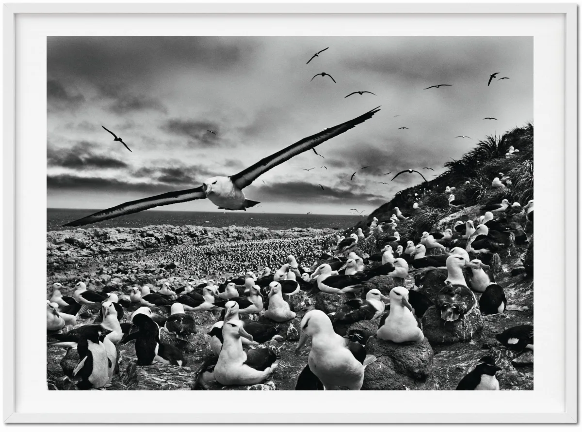 Sebastião Salgado. Genesis. Art Edition No. 201–300 ‘Black-Browed Albatrosses, Falkland Islands’