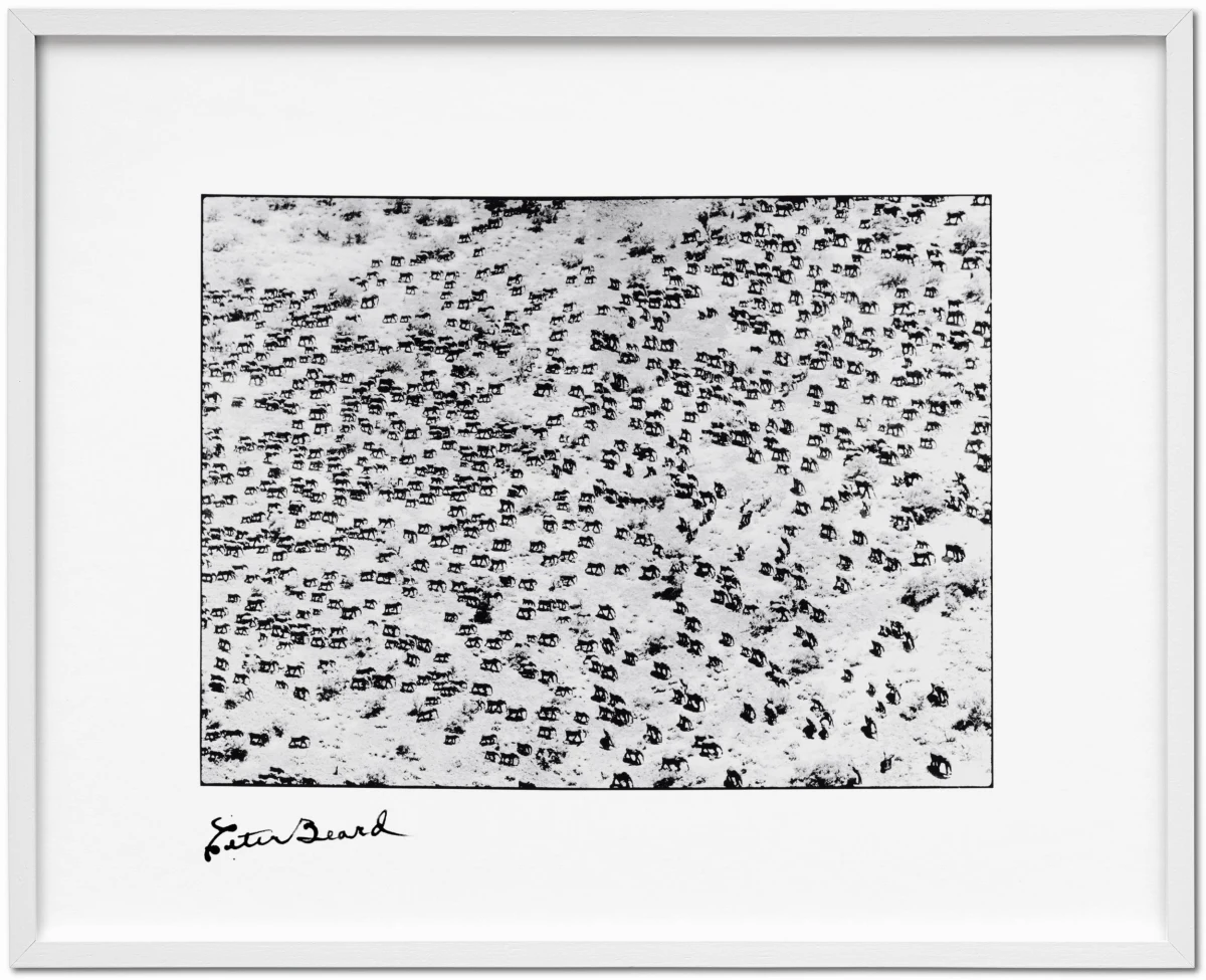 Peter Beard, Art Edition No. 126–250 ‘965 Elephants’