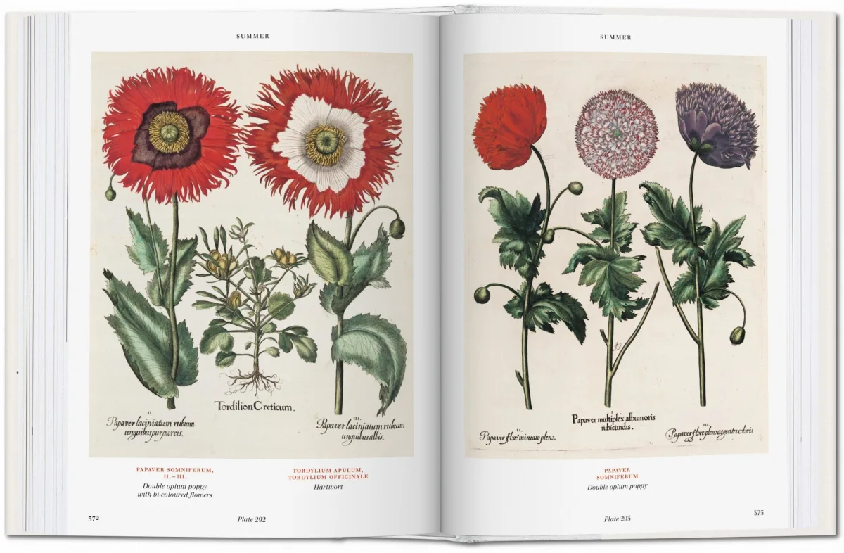 Basilius Besler. Florilegium. The Book of Plants