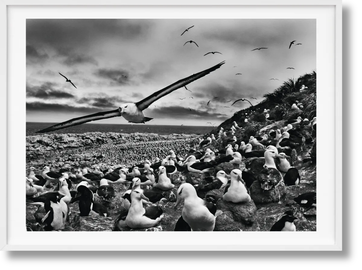 Sebastião Salgado. Genesis. Art Edition No. 201–300 ‘Black-Browed Albatrosses, Falkland Islands’