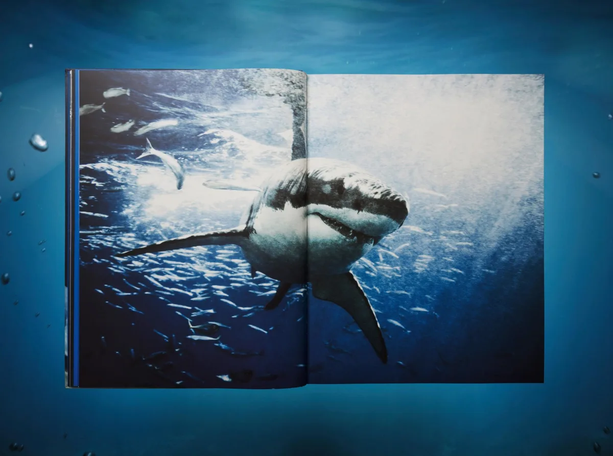 Michael Muller. Sharks, Art Edition No. 1–100 ‘Tear You Apart’