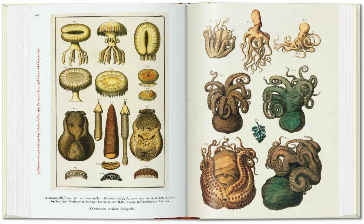 Seba. Cabinet of Natural Curiosities. 40th Ed.