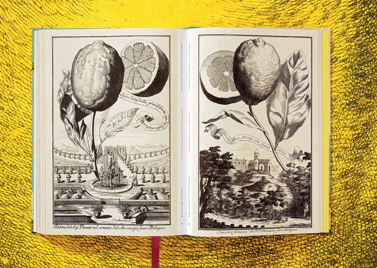 J. C. Volkamer. The Book of Citrus Fruits