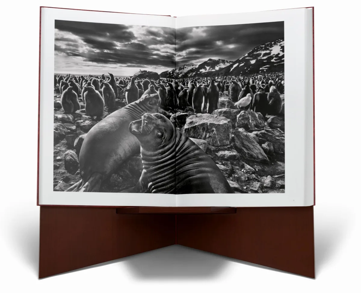 Sebastião Salgado. Genesis. Art Edition No. 201–300 ‘Black-Browed Albatrosses, Falkland Islands’