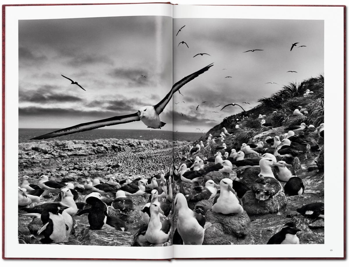 Sebastião Salgado. Genesis. Art Edition No. 201–300 ‘Black-Browed Albatrosses, Falkland Islands’