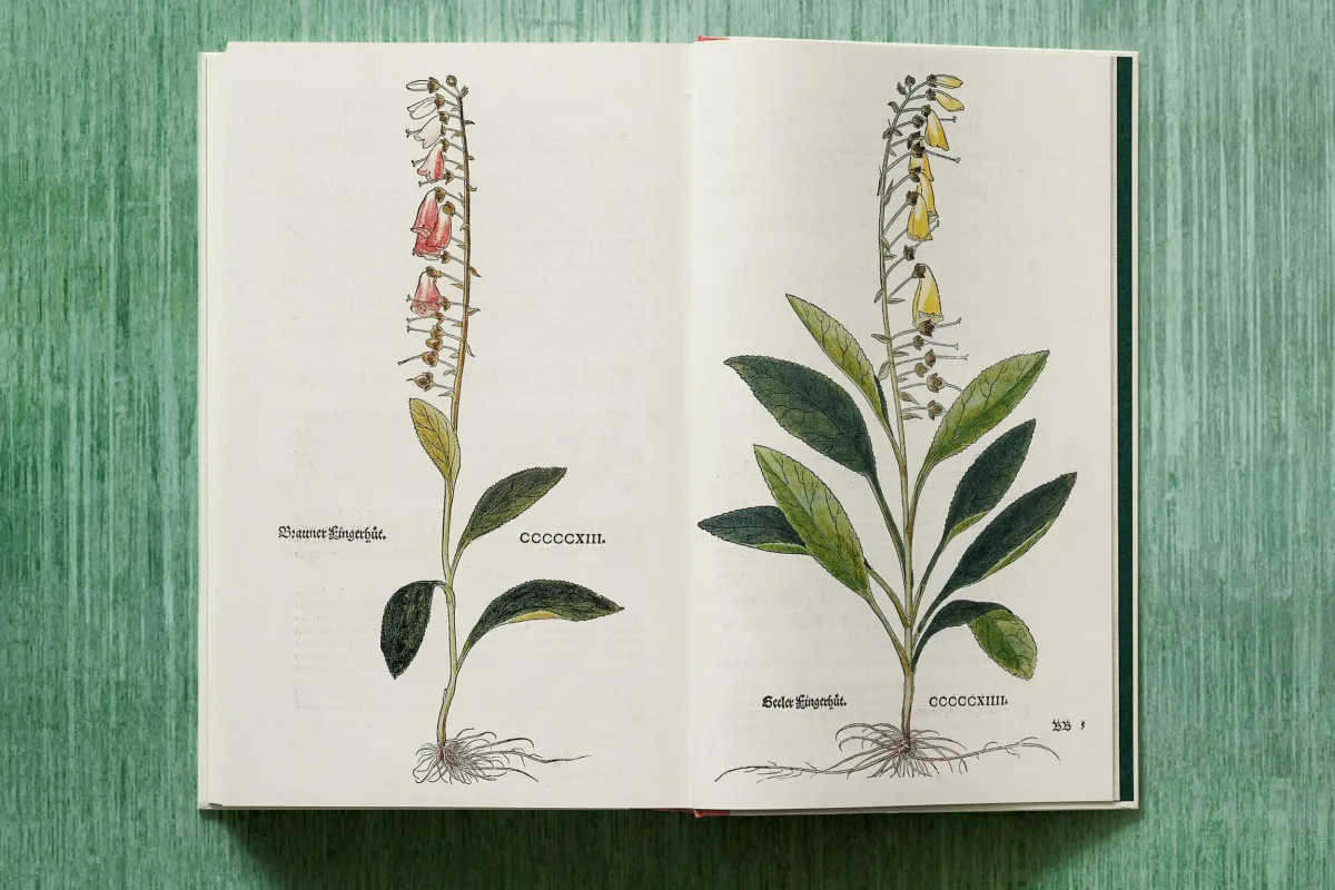 Leonhart Fuchs. The New Herbal