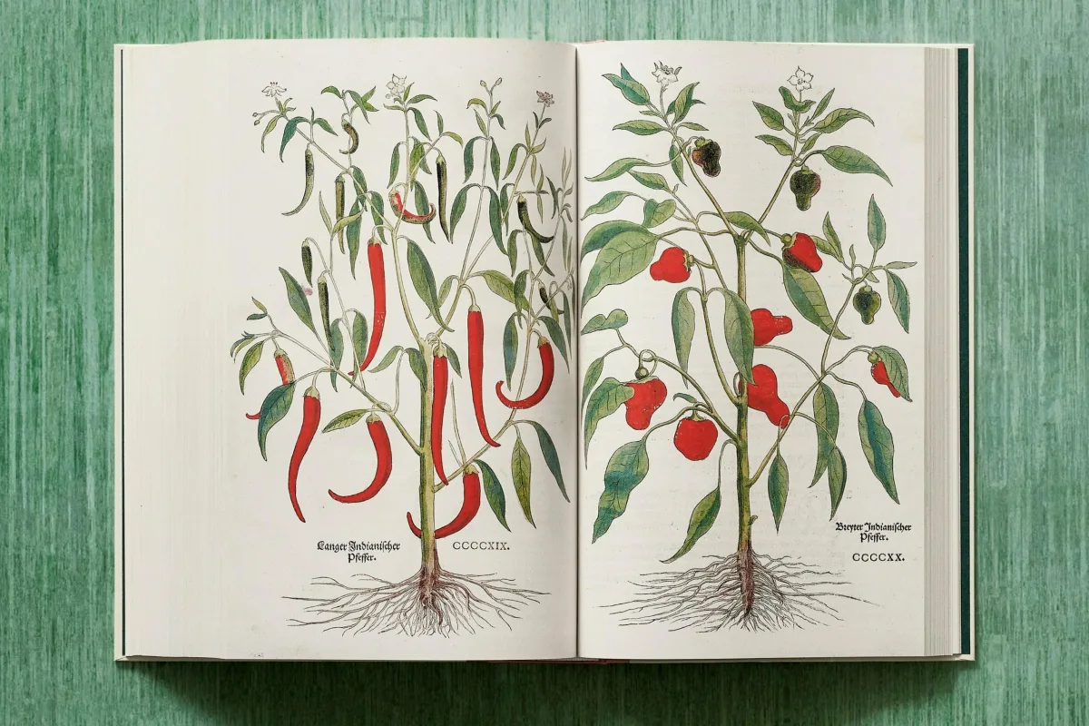 Leonhart Fuchs. The New Herbal