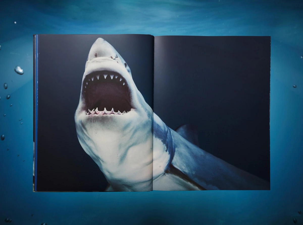 Michael Muller. Sharks, Art Edition No. 1–100 ‘Tear You Apart’