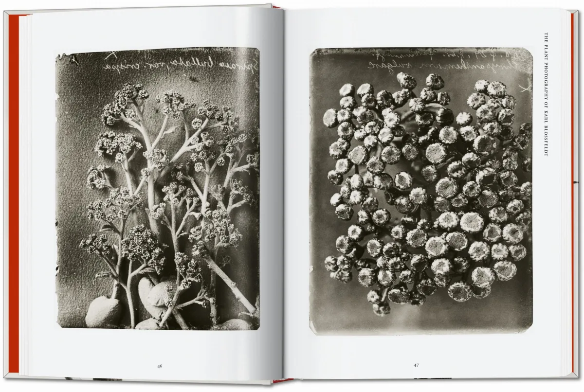 Karl Blossfeldt. The Complete Published Work. 45th Ed.