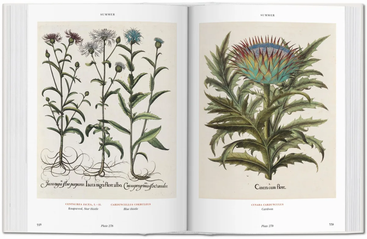 Basilius Besler. Florilegium. The Book of Plants