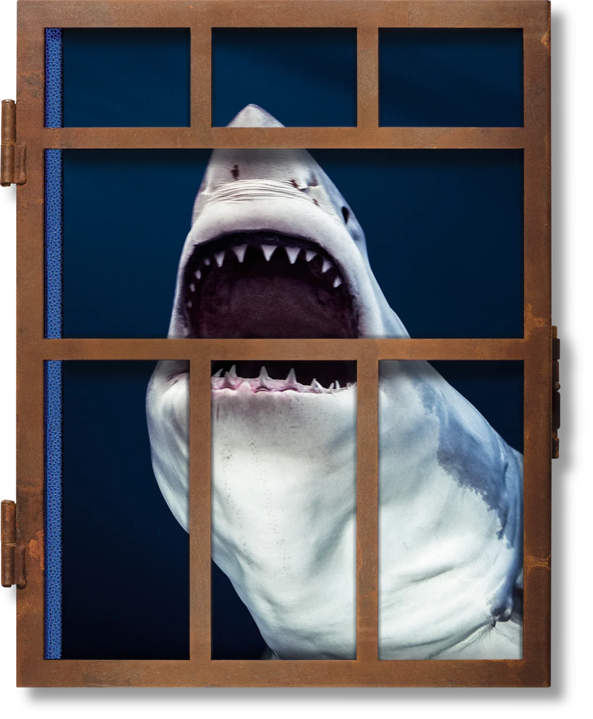 Michael Muller. Sharks