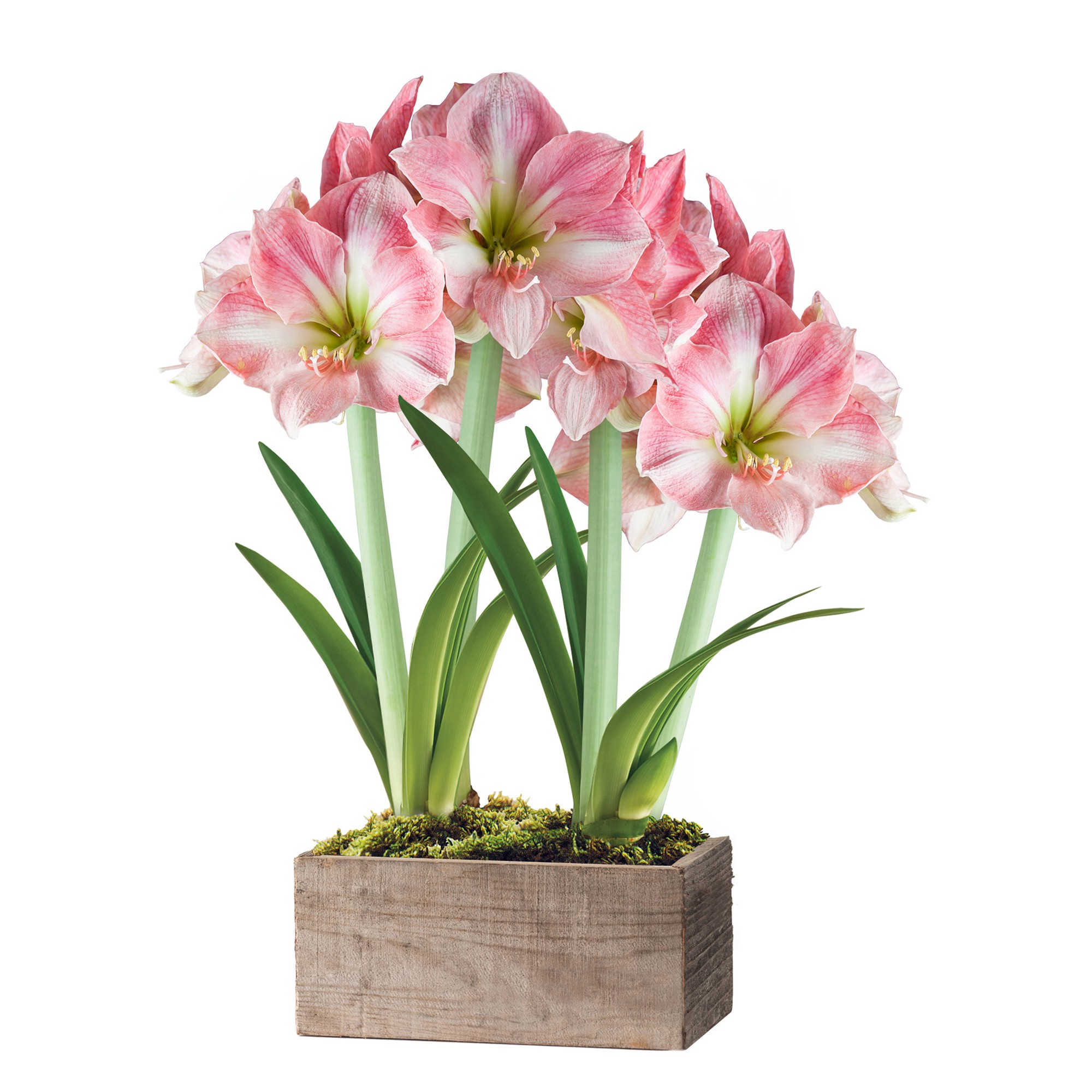 Fresh Pink & White Amaryllis in Wooden Planter, 16