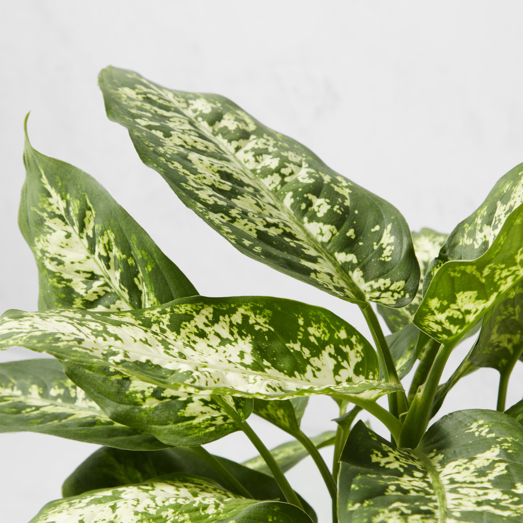 Live Dieffenbachia House Plant, 16