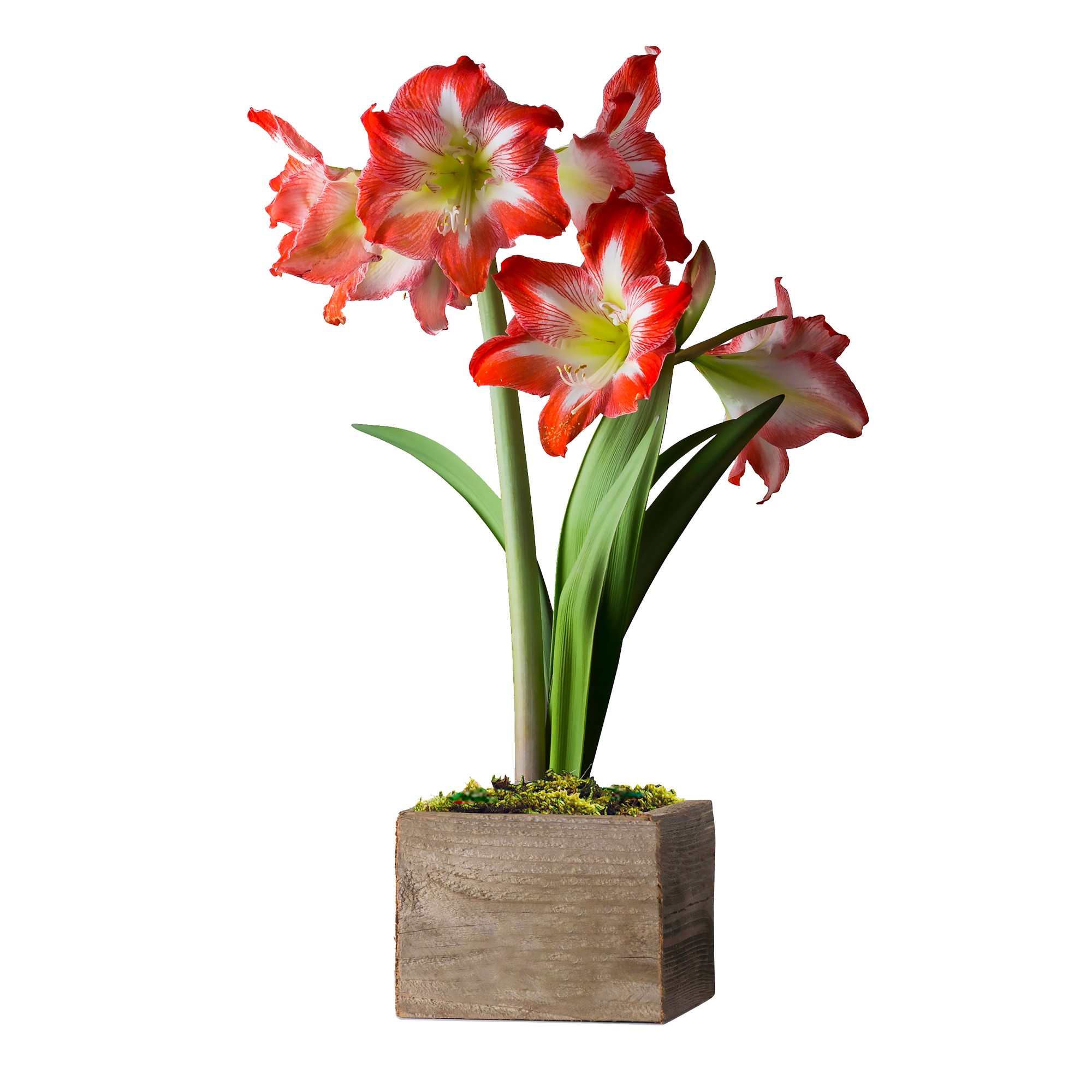 Fresh Red & White Amaryllis in Wooden Planter, 16