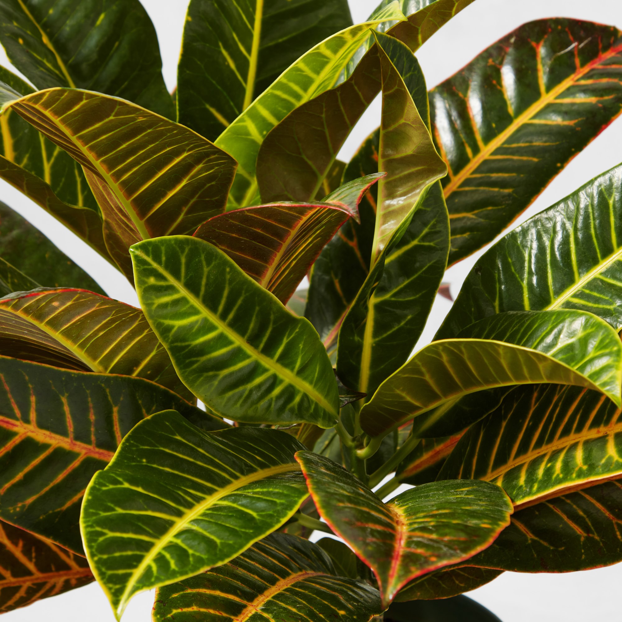Live Croton House Plant, 16