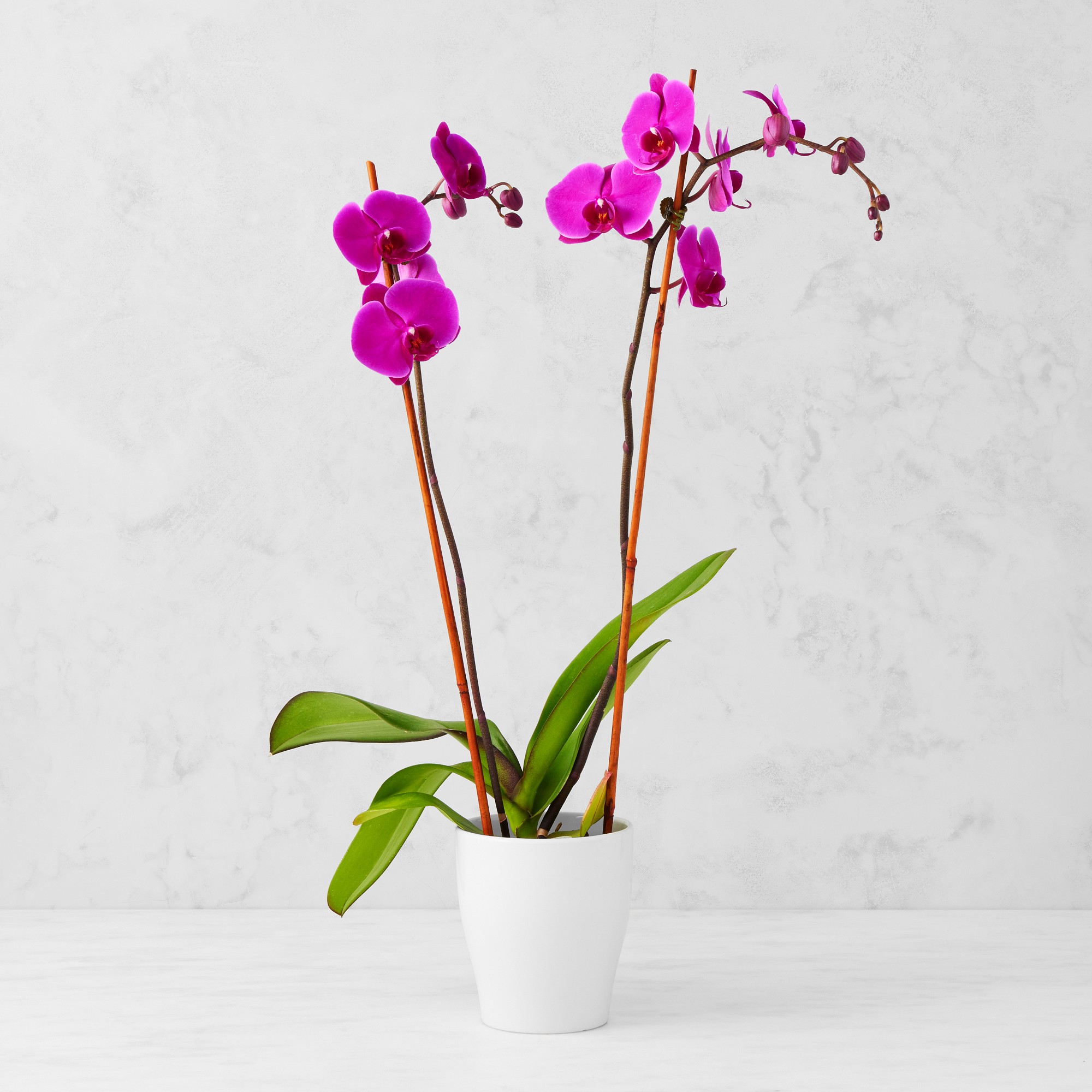 Fresh Double Purple Phalaenopsis Orchid in 5