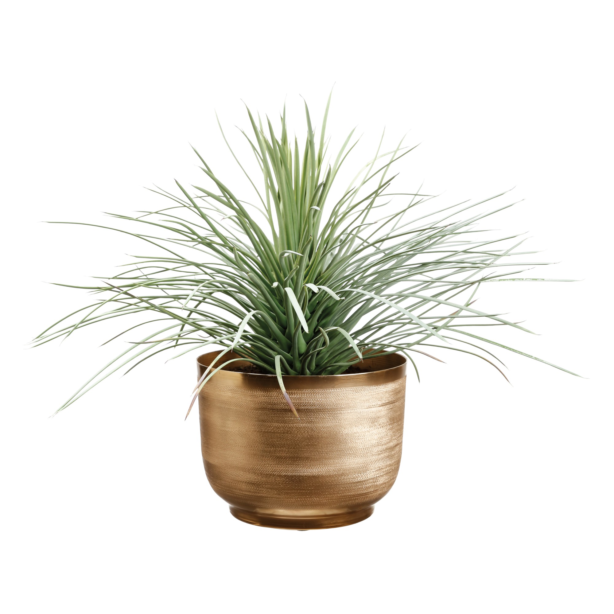 Faux Whipple Yucca Plant in Gold Planter, 23