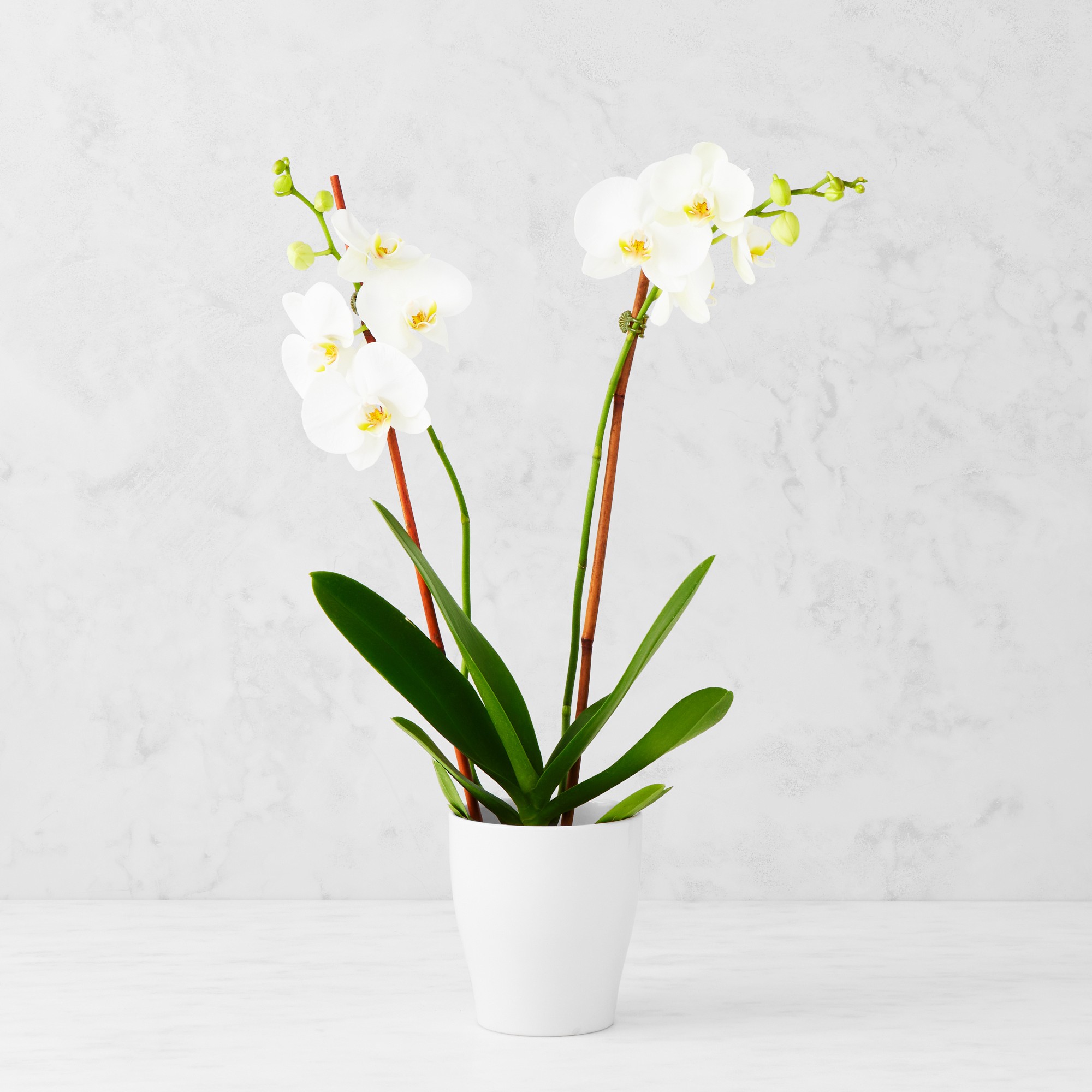 Fresh Double White Phalaenopsis Orchid in 5