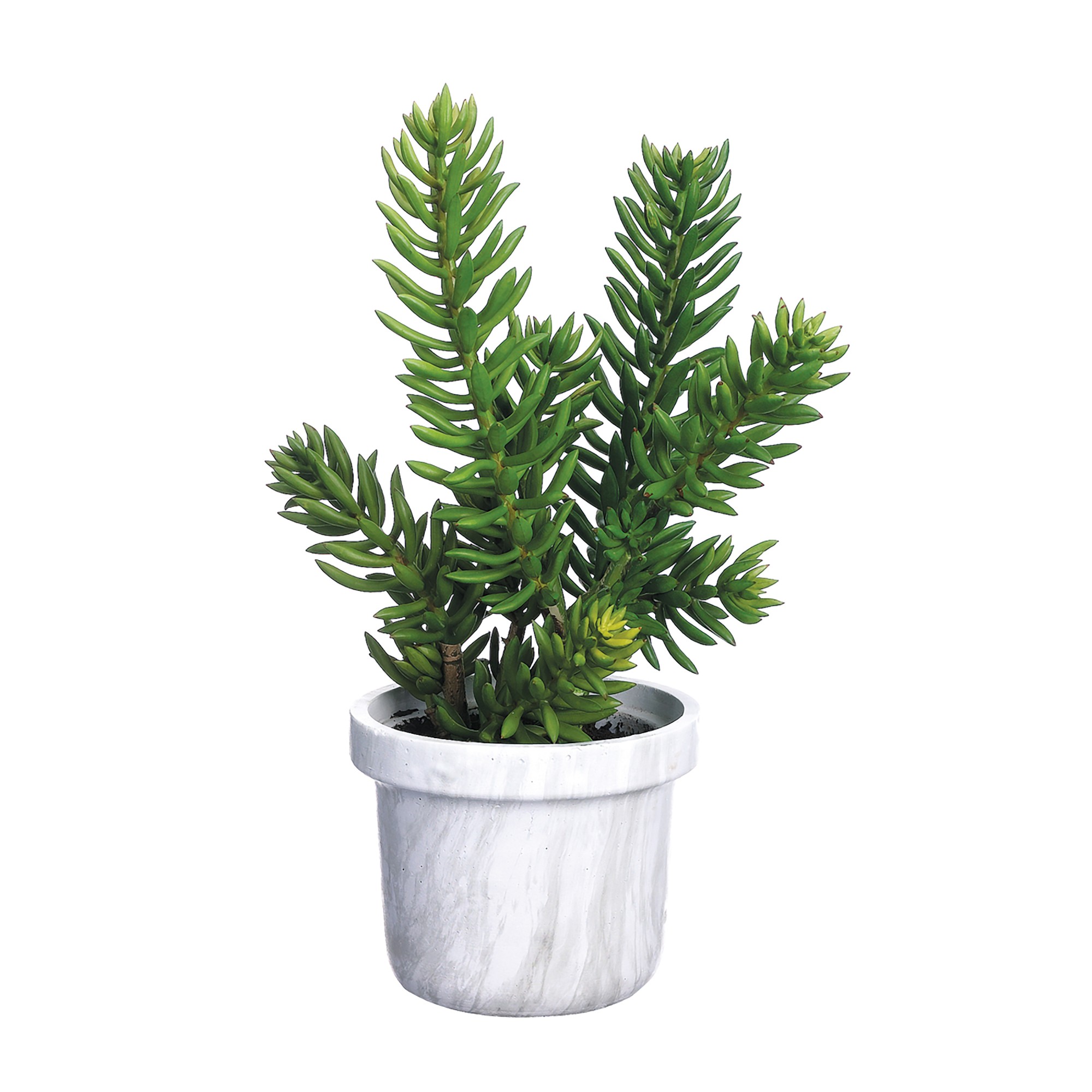 Faux Senecio Plant, 21