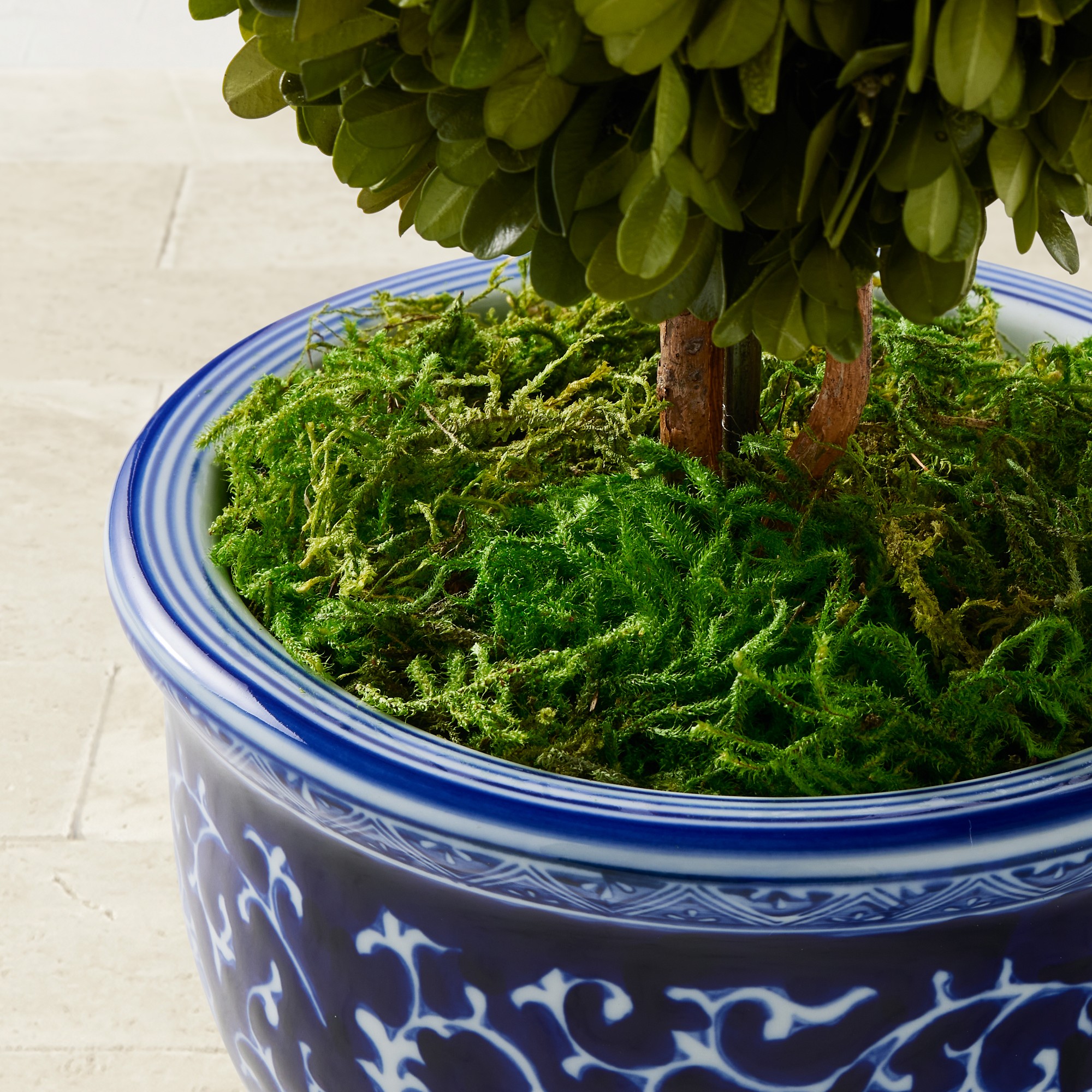 Williams Sonoma Preserved Forest Moss