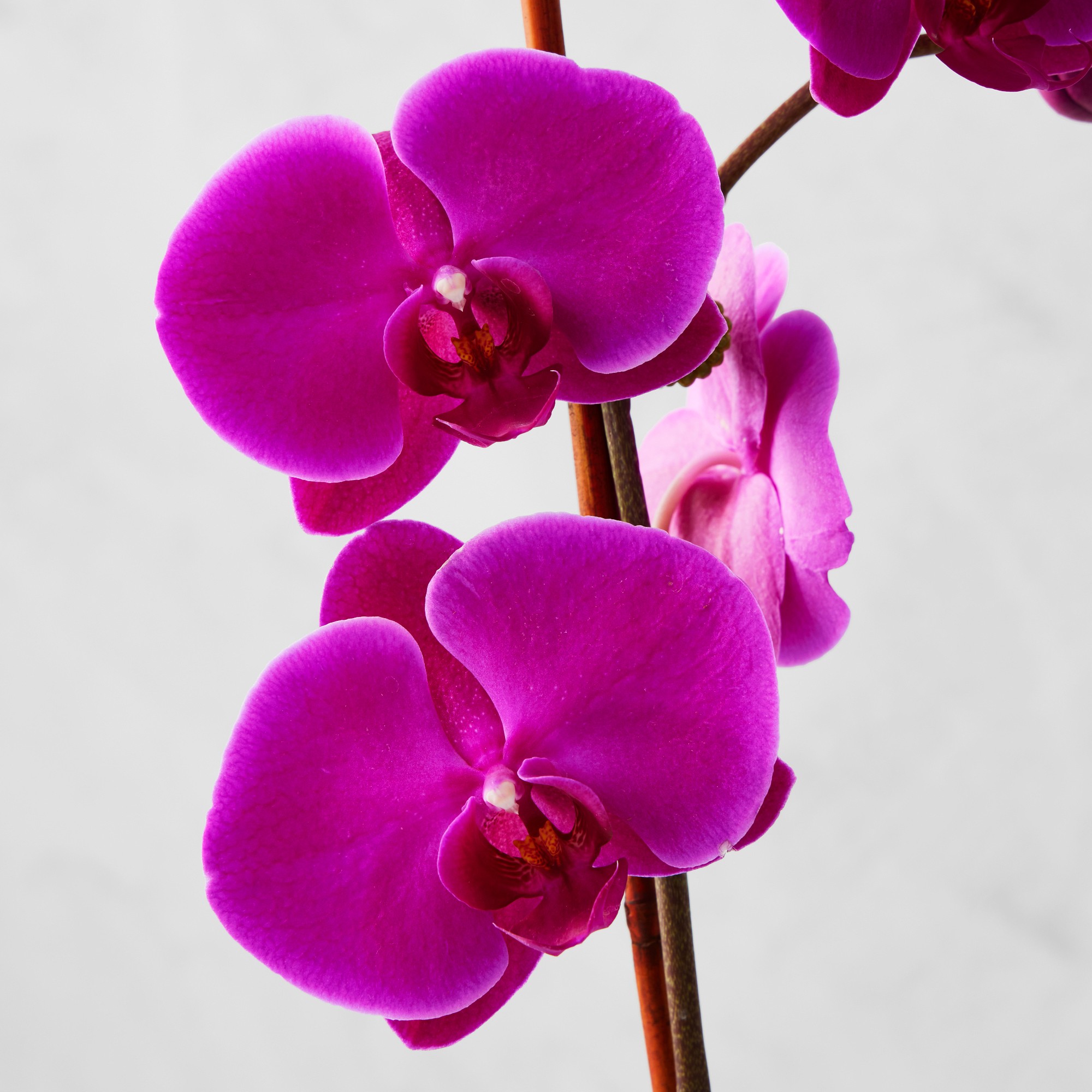 Fresh Double Purple Phalaenopsis Orchid in 5