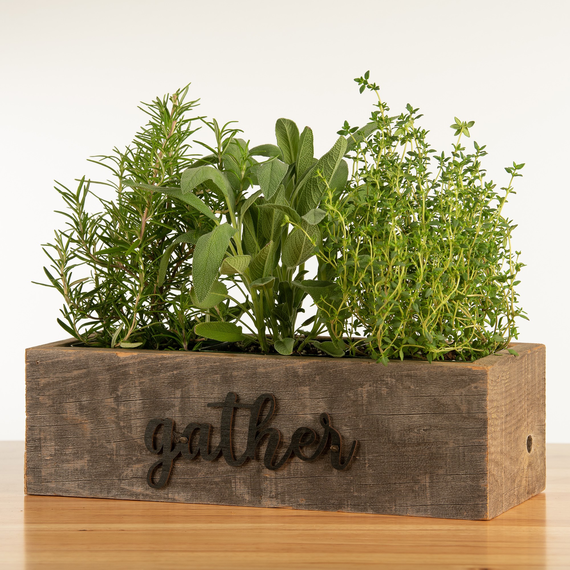 Live Triple Herb Garden in Gather Wooden Planter, 8