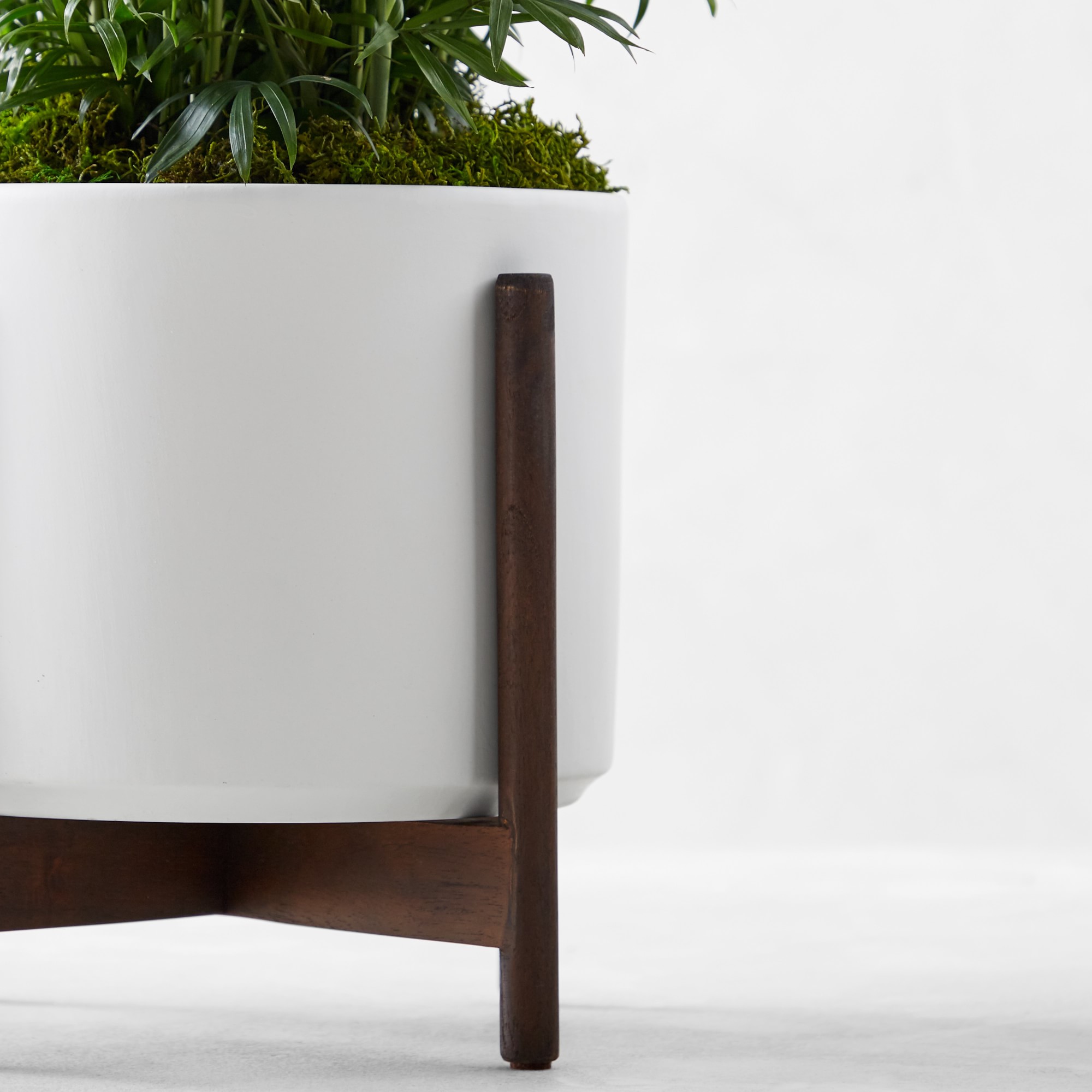 Live Medium Parlor Palm Indoor House Plant, 1.5'-2'