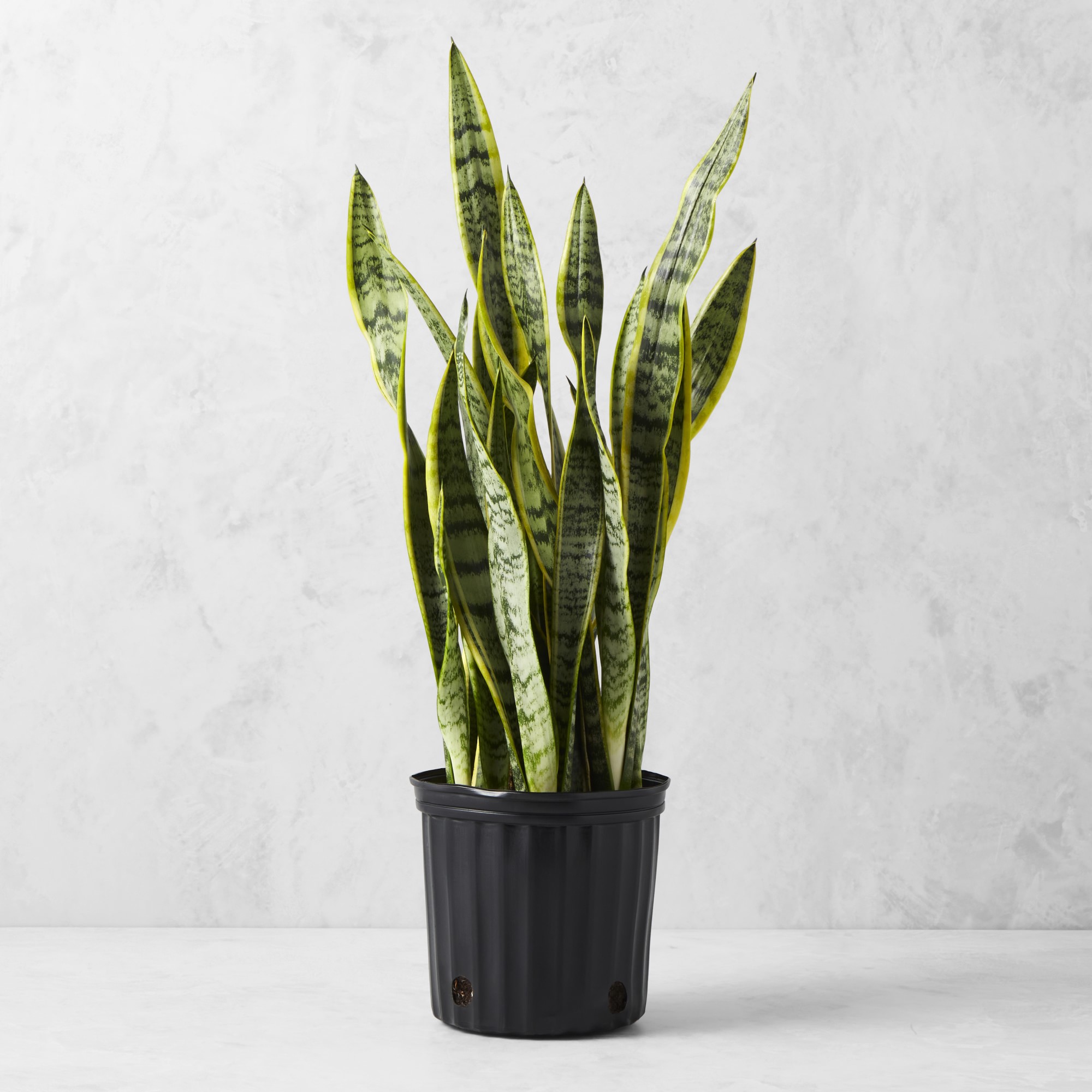 Live Snake Floor Plant, 27