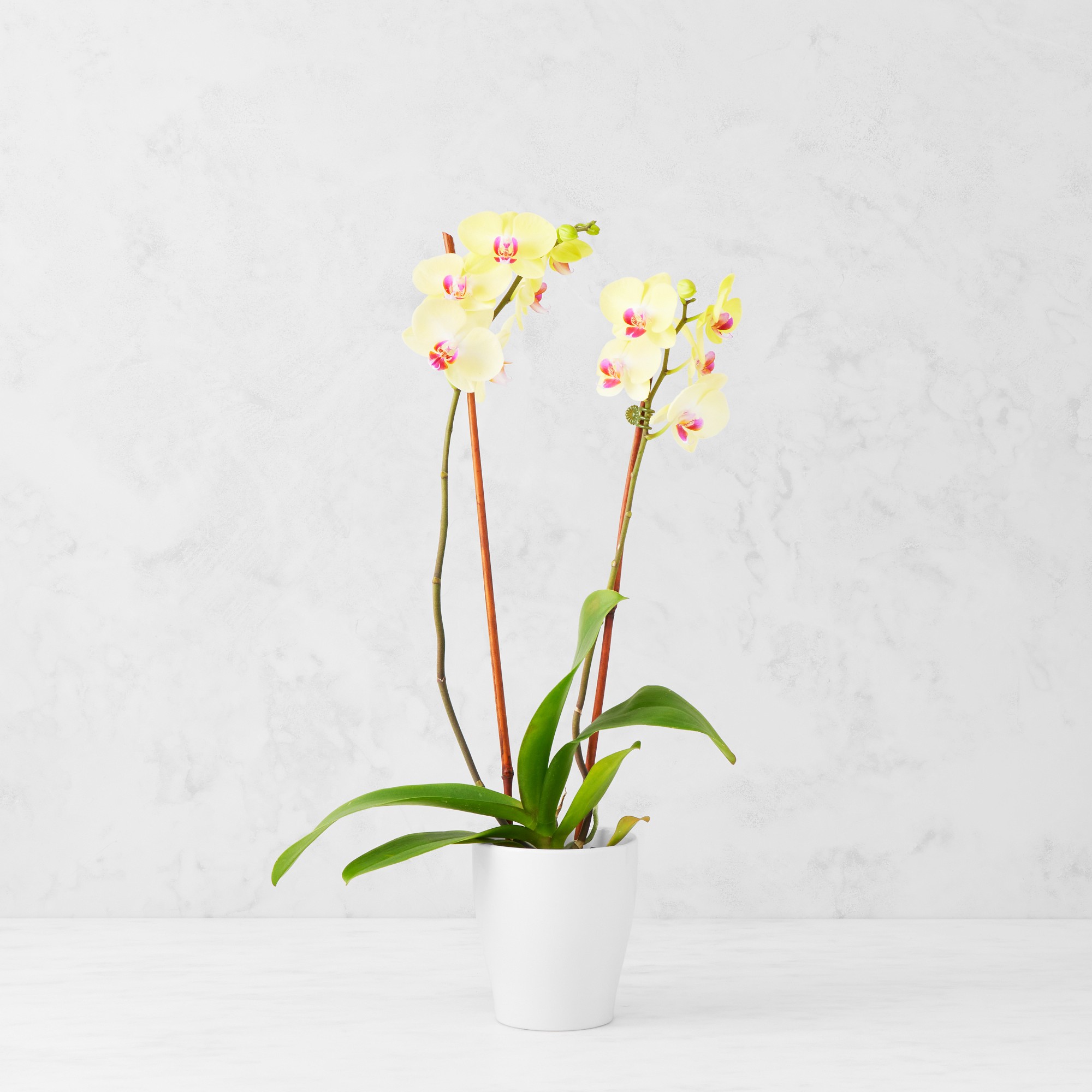 Fresh Double Yellow Phalaenopsis Orchid in 5