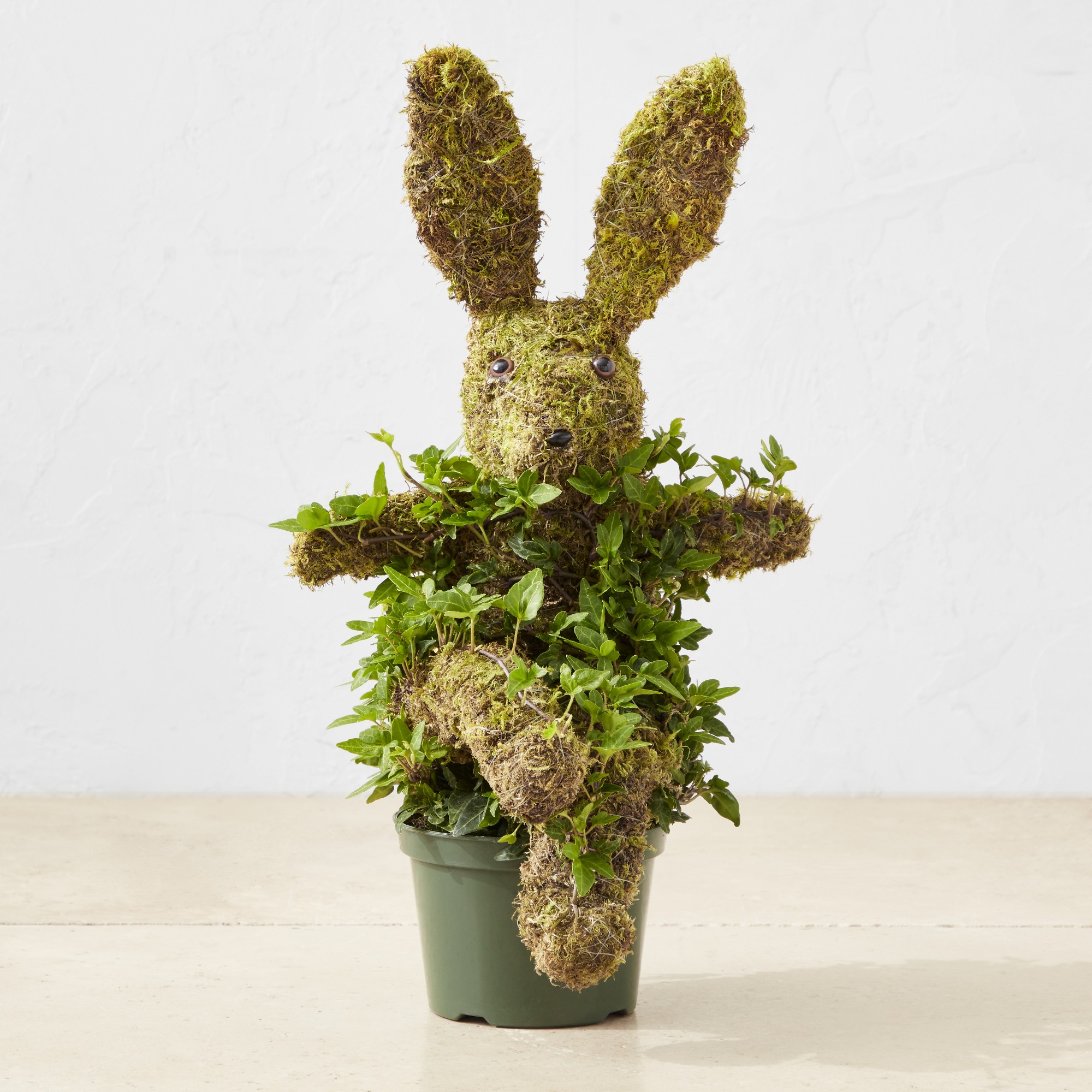 Potted Easter Bunny Ivy & Moss Live Topiary, 16