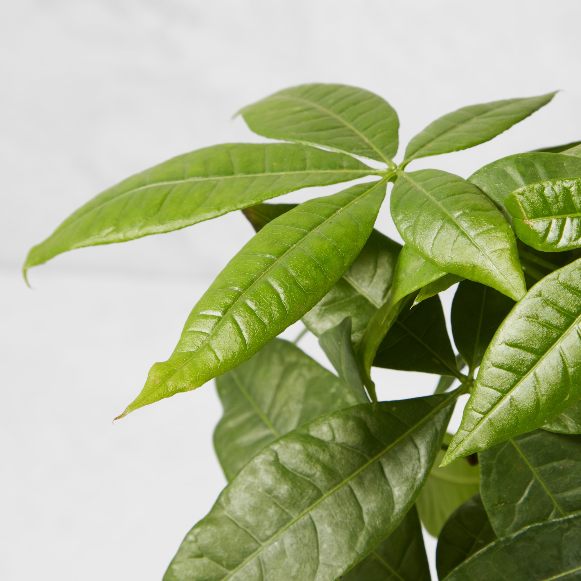 Live Money Tree House Plant, 18