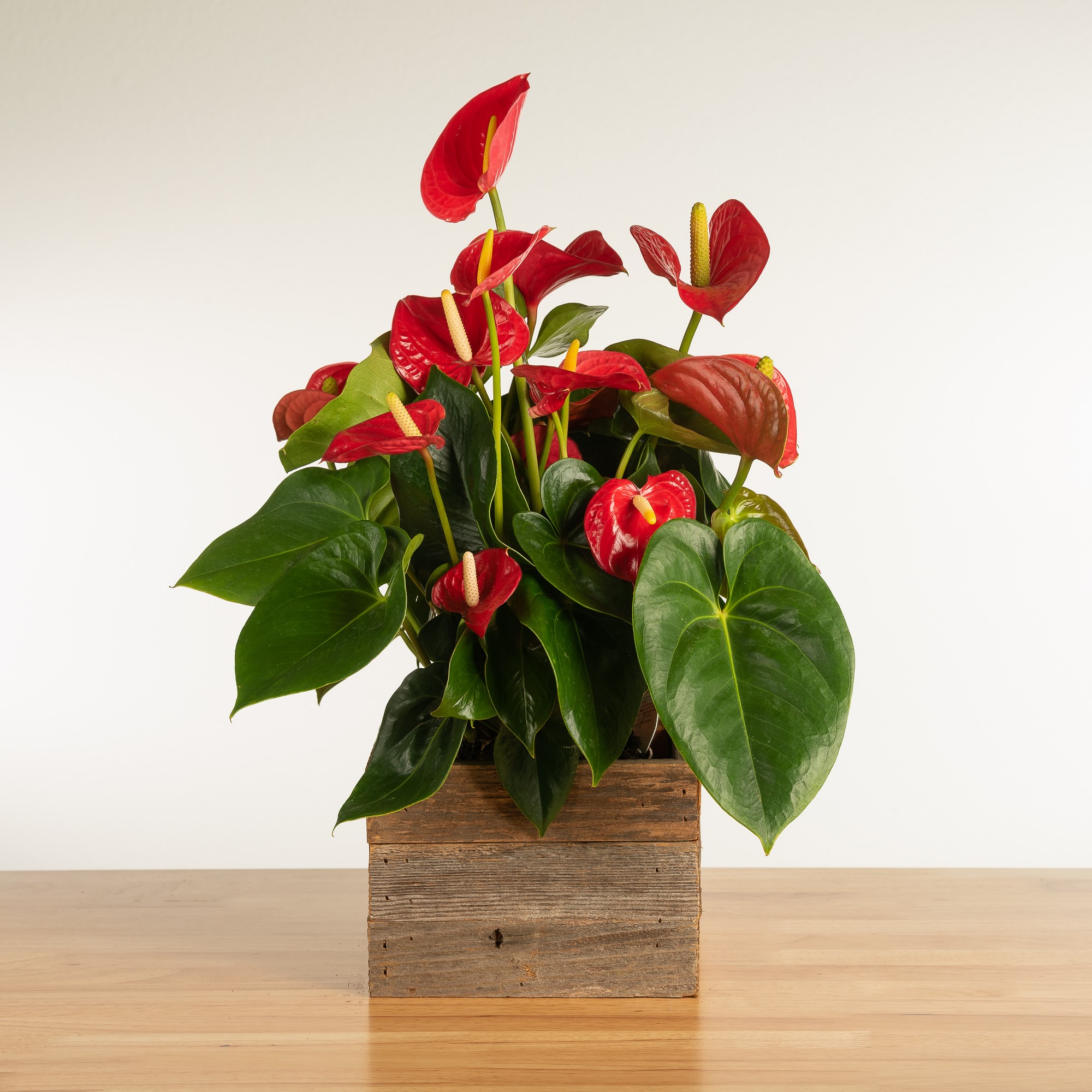 Fresh Red Anthurium in Reclaimed Wood Planter, 12