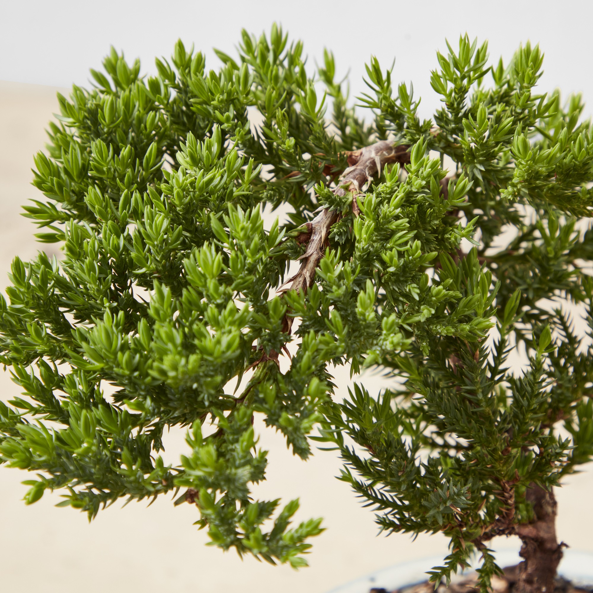 Live Green Mound Juniper Bonsai, 7