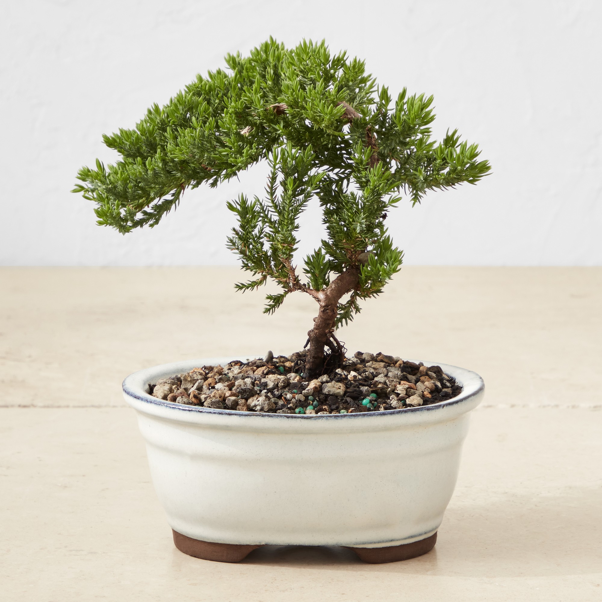 Live Green Mound Juniper Bonsai, 7