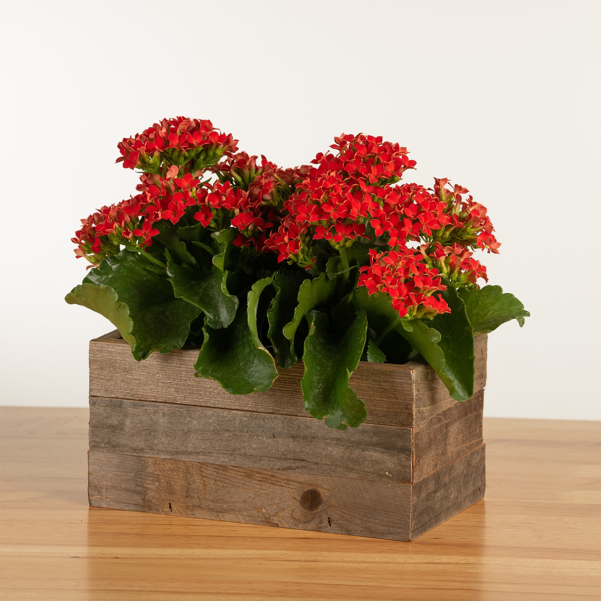 Live Double Kalanchoe in Reclaimed Wood Planter, 4