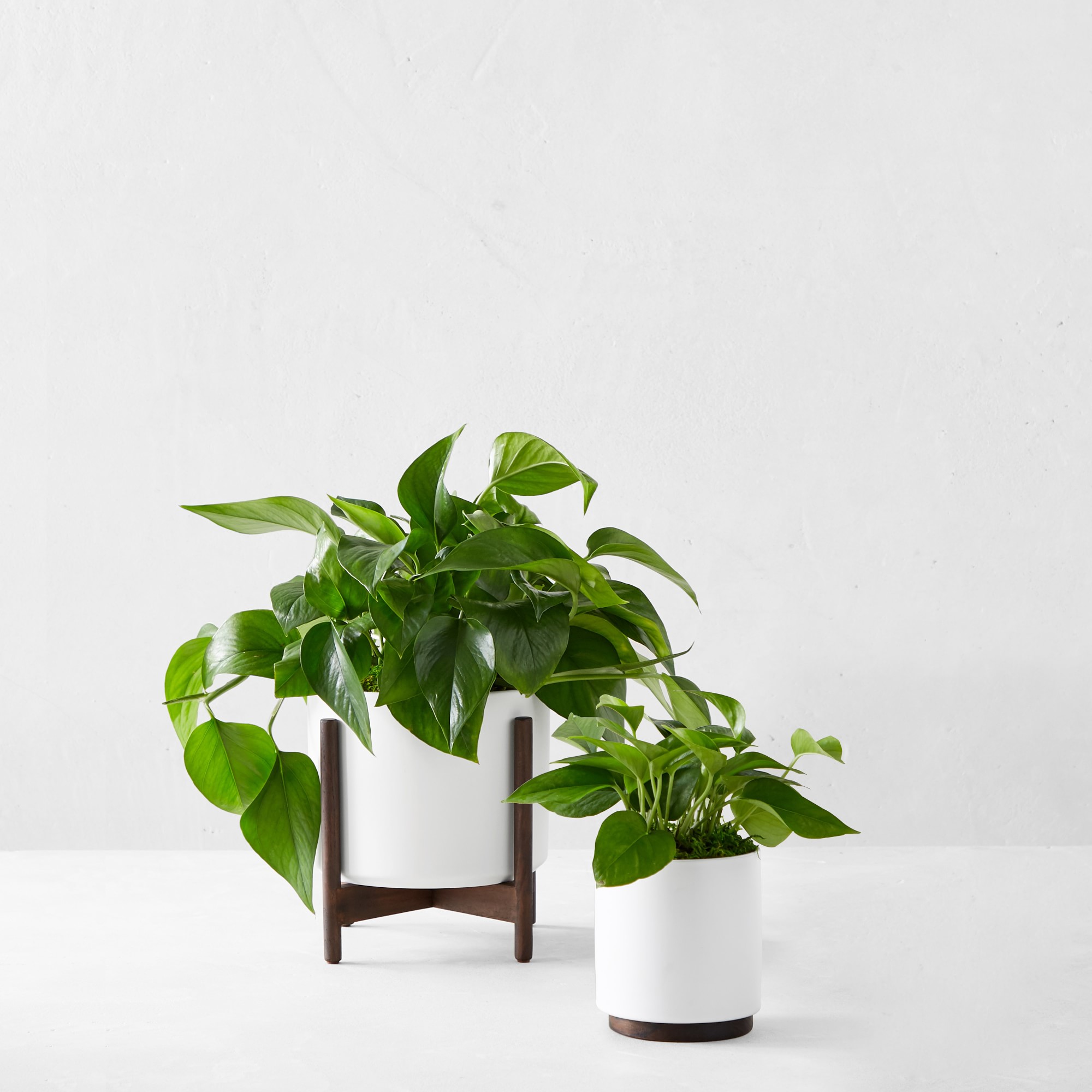 Live Medium Jade Pothos Indoor House Plant, 12-18